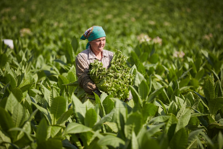 Arși de soare şi cu mâinile negre. FOTOREPORT din plin sezon de recoltă pe plantaţia de tutun