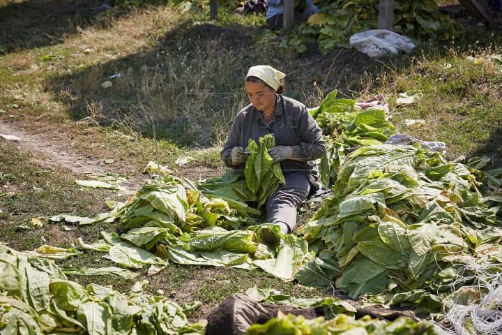 Arși de soare şi cu mâinile negre. FOTOREPORT din plin sezon de recoltă pe plantaţia de tutun