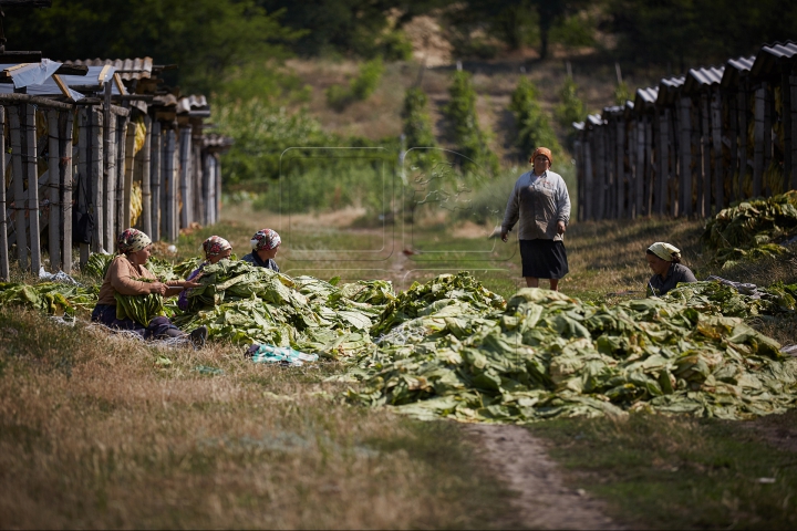 Arși de soare şi cu mâinile negre. FOTOREPORT din plin sezon de recoltă pe plantaţia de tutun