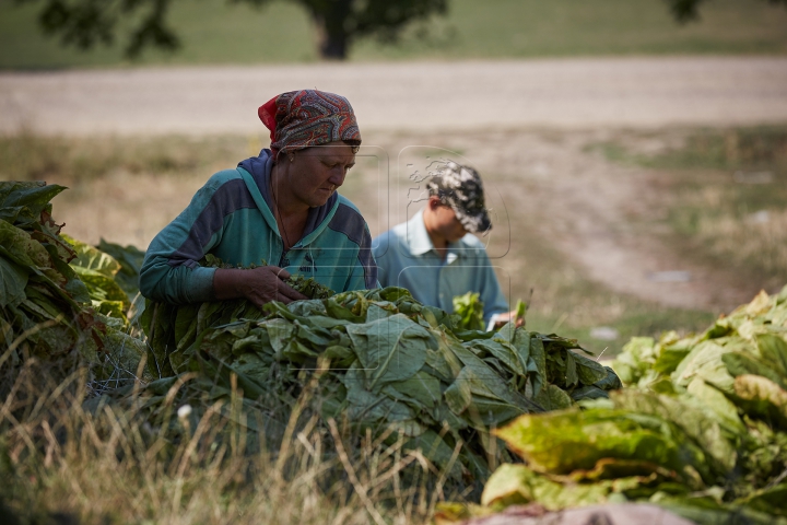 Arși de soare şi cu mâinile negre. FOTOREPORT din plin sezon de recoltă pe plantaţia de tutun