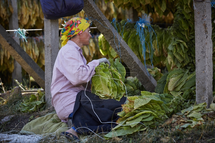 Arși de soare şi cu mâinile negre. FOTOREPORT din plin sezon de recoltă pe plantaţia de tutun