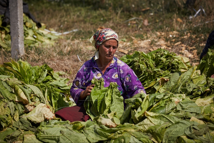 Arși de soare şi cu mâinile negre. FOTOREPORT din plin sezon de recoltă pe plantaţia de tutun