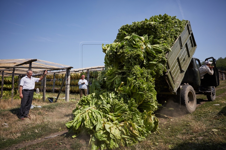 Arși de soare şi cu mâinile negre. FOTOREPORT din plin sezon de recoltă pe plantaţia de tutun