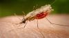 Ziua mondială de combatere a malariei
