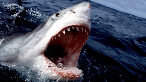 A scăpat ca prin minune. Un rechin a răsturnat ambarcaţiunea unui bărbat şi l-a apucat de picior