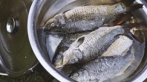 SECRETELE pescuitului industrial. Autorităţile ar putea interzice prinsul peştelui din Nistru şi Prut