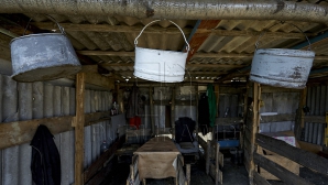 Ca-n antichitate! Un bărbat şi un minor, sclavi la staulul unui "stăpân" din Lozova