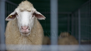 Necazul nu vine niciodată singur! Criza din orient şi seceta LOVESC în afacerile ciobanilor moldoveni