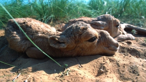 DEZASTRU ECOLOGIC în Kazahstan! Zeci de mii de antilope mor din cauze necunoscute