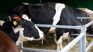 Seceta generează deficit de nutreţuri pentru animale. Preţurile la carne se aşteaptă să explodeze