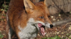 Creştere alarmantă a numărului de animale turbate. AVERTISMENTUL ÎNGRIJORĂTOR al medicilor