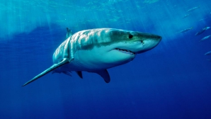 GEST IMPRESIONANT! Cum au recţionat oamenii când au văzut un rechin alb eşuat pe litoral (VIDEO)