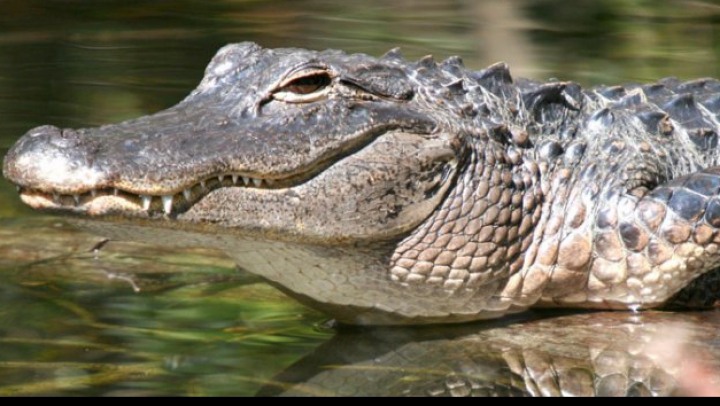 Au vrut să aresteze un traficant de droguri, dar AU FOST ATACAŢI de un aligator. Cum s-a petrecut totul