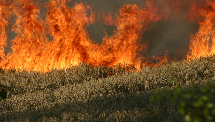 Zeci de hectare de porumb nerecoltat, mistuite de FLĂCĂRI! Pompierii cu greu au făcut faţă