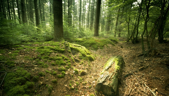 În timp ce mergea prin pădure, un bărbat a avut parte de o experienţă pe care n-o va uita toată viaţa!