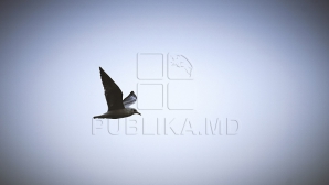 Vreme friguroasă şi cer noros. Prognoza meteo pentru următoarele zile