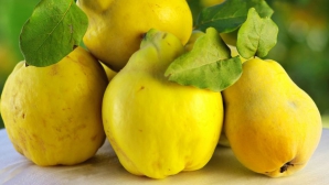 Beneficiile miraculoase ale frunzelor de GUTUI pentru sănătate. Cum să le consumi corect