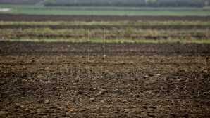 Bucurie pentru fermieri: Ploile au salvat culturile de toamnă