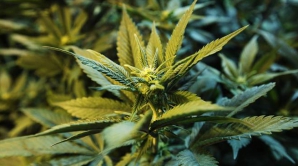 Captură impresionantă de droguri în vestul Parisului. Cum au ajuns în Franța ŞAPTE TONE de marijuana