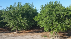 Afacere mai puţin tradiţională în Moldova. Cu ce se ocupă o familie din raionul Hânceşti (VIDEO)