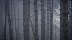 METEO 10 octombrie 2015: Frig şi înnorat. Sinopticienii anunță și ploi