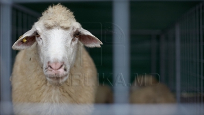 Oile nu se hrănesc cu promisiuni! Fermierii riscă să-şi piardă afacerile din cauza indiferenţei autorităţilor