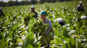 Agricultura din Moldova, modernizată şi eficientizată! Strategiile propuse de Guvern