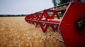 ÎNGRIJORĂTOR! Seceta din această vară a afectat puternic producţia agricolă