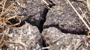 Începe calcularea pagubelor provocate de secetă. Autorităţile evită să vorbească de compensaţii