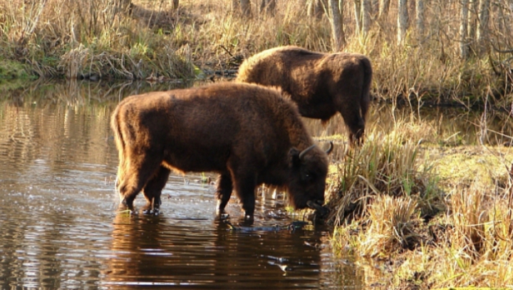 ULUITOR! Cum arată animalele sălbatice, supravieţuitoare ale catastrofei de la Cernobîl (FOTO)