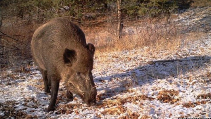 ULUITOR! Cum arată animalele sălbatice, supravieţuitoare ale catastrofei de la Cernobîl (FOTO)