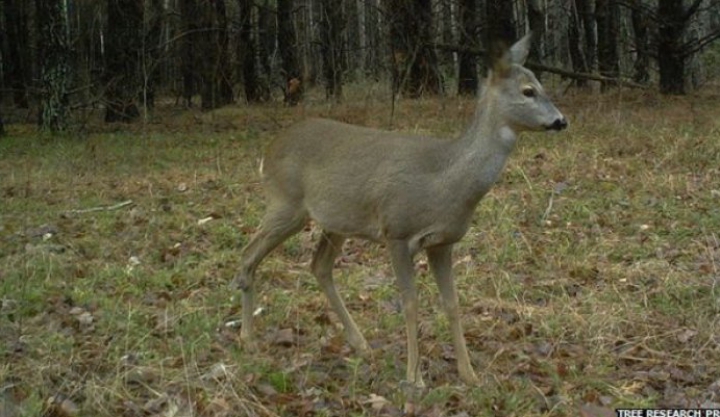 ULUITOR! Cum arată animalele sălbatice, supravieţuitoare ale catastrofei de la Cernobîl (FOTO)