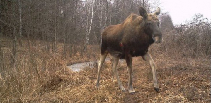 ULUITOR! Cum arată animalele sălbatice, supravieţuitoare ale catastrofei de la Cernobîl (FOTO)