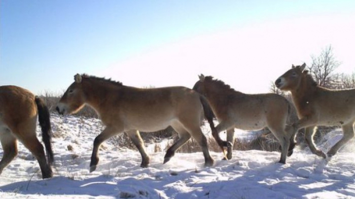 ULUITOR! Cum arată animalele sălbatice, supravieţuitoare ale catastrofei de la Cernobîl (FOTO)