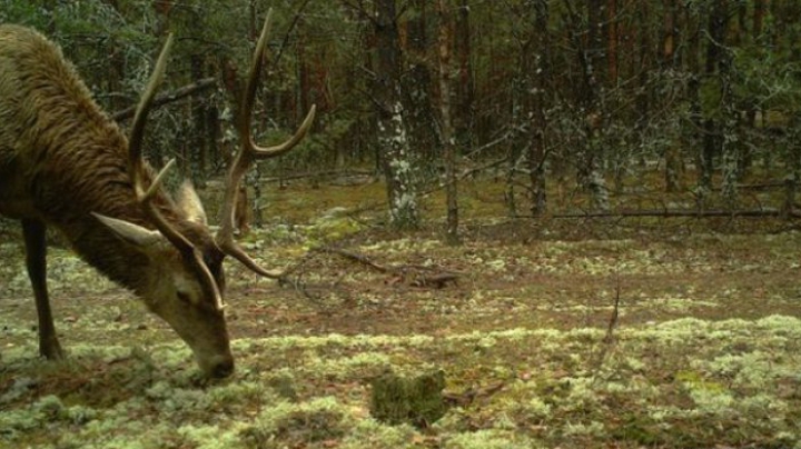 ULUITOR! Cum arată animalele sălbatice, supravieţuitoare ale catastrofei de la Cernobîl (FOTO)