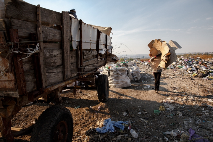 ŞERPI şi ŞOARECI la gunoiştea din Porumbeni.  "Vom rezilia contractul" (GALERIE FOTO)
