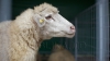 INCREDIBIL! Cum 550 de oi se pot transforma într-o "turmă invizibilă" (FOTO)