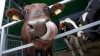 Poveste neobișnuită, în Olanda: O vacă s-a refugiat în pădure de teama abatorului