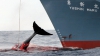 Japonia a devenit ținta criticilor, după ce s-a retras din Comisia privind vânătoarea de balene
