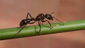 Cea mai dureroasă înţepătură din lume. Insecta care îţi poate provoca hohote de plâns