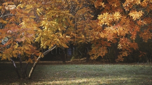 Temperaturi de primăvară în plină toamnă. Prognozele sinopticienilor pentru următoarele zile