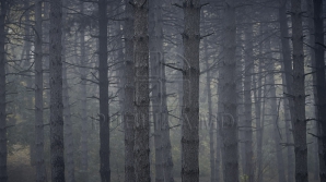 Toamna nu vrea să-i cedeze locul iernii. Cum va fi vremea în următoarele zile