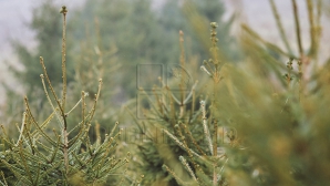 Moldsilva scoate zeci de mii de brazi în vânzare! Când vor apărea pe piaţă 