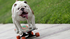 Record mondial, doborât de un buldog englezesc. Prin ce a trecut patrupedul ca să obţină premiul (VIDEO)