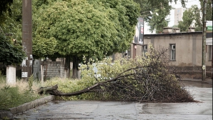 Consecinţele vântului puternic în Capitală: Circa 15 copaci doborâţi şi mai multe crengi rupte (FOTO)