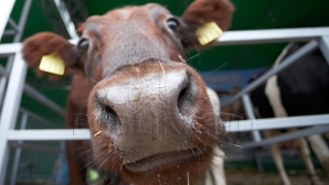 Într-un sat din Sângerei, angajatele de la o fostă fermă de vaci au primit diplome şi cadouri speciale (VIDEO)