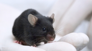 Scenariu de film! Cum i-a ajutat un şoarece pe deţinuţi să transporte droguri în închisoare