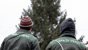 Autorităţile Capitalei, în căutarea Pomului de Crăciun. Doi brazi le-au făcut deja cu ochiul