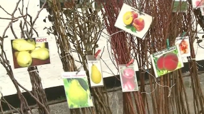 Eveniment nou în calendar. Satul în care a avut loc primul festival dedicat puieţilor de pomi fructiferi