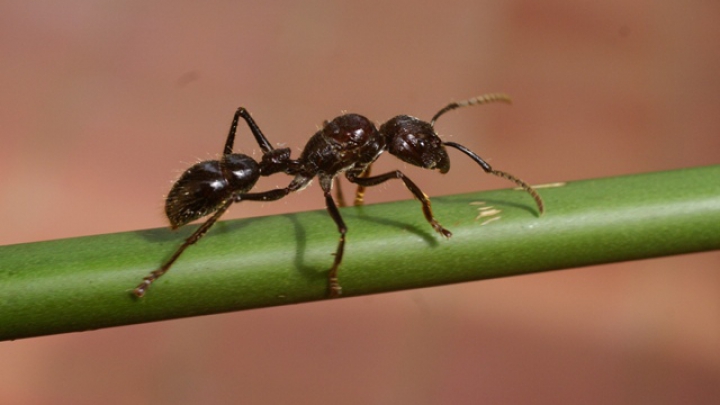 Cea mai dureroasă înţepătură din lume. Insecta care îţi poate provoca hohote de plâns